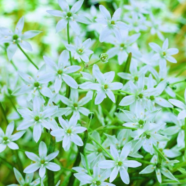 Nahaufnahme von vielen Dolden-Milchstern Blumen