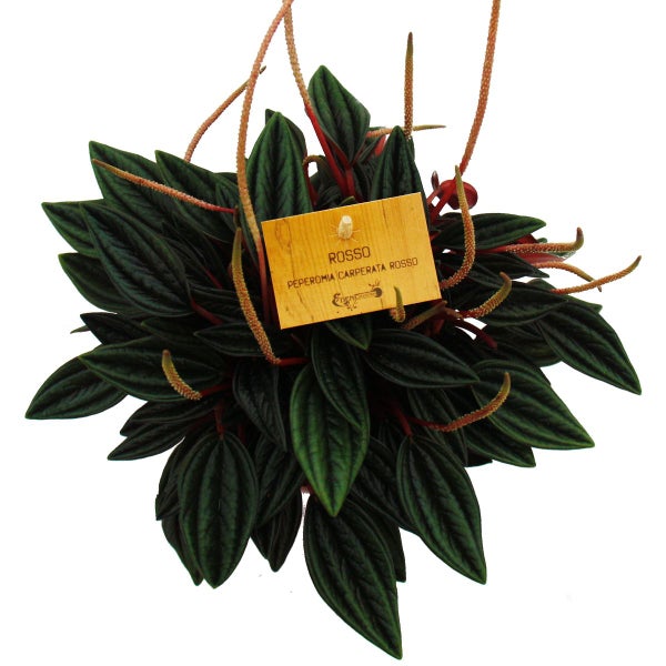 Zimmerpflanze Peperomia caperata Rosso mit dunkelgrünen, strukturierten Blättern und langen Blütenständen.