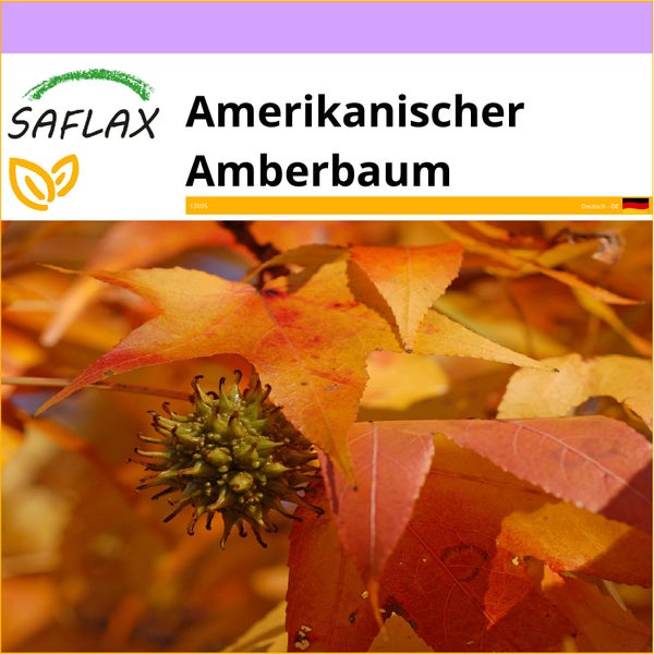 SAFLAX  - Amerikanischer Amberbaum - Liquidamber styraciflua - 100 Samen