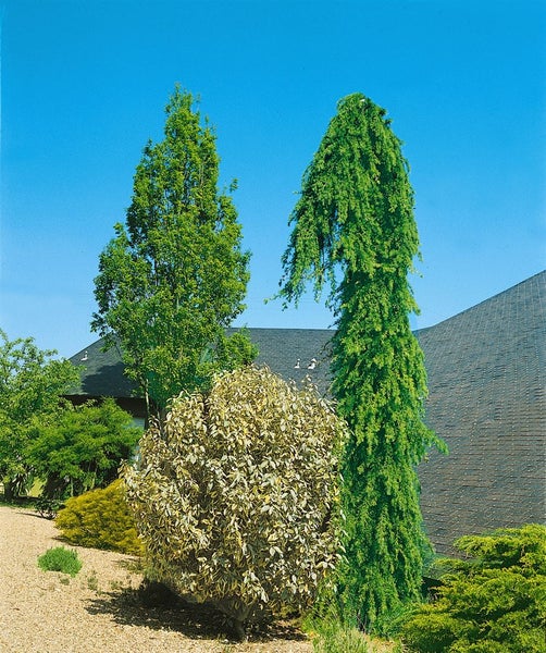 Cedrus deodara 'Pendula', Himalaya-Zeder, hängend, 60–80 cm