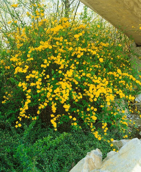 Kerria japonica 'Pleniflora', Ranunkelstrauch, gelb, 60–100 cm