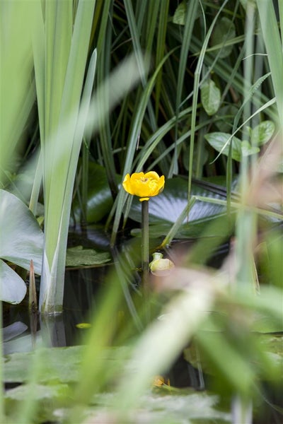 Nuphar lutea, Gelbe Teichrose, ca. 11x11 cm Topf