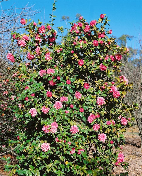 Kamelienstrauch mit rosa Blüten