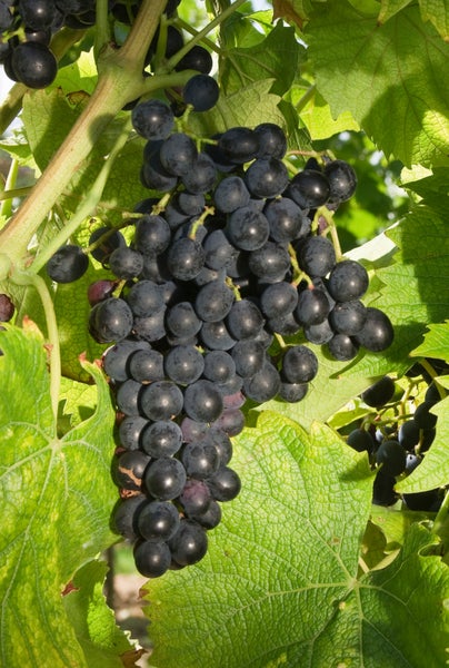 Eine Traube dunkler Weinreben an einer Rebe mit Weinblättern.