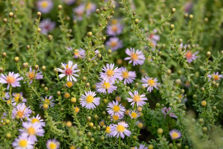Aster vimineus 'Lovely', Myrten-Aster, zartrosa, ca. 11x11 cm Topf