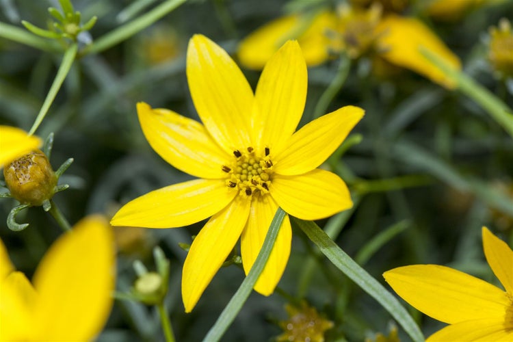 Coreopsis verticillata 'Zagreb', Mädchenauge, gelb, ca. 9x9 cm Topf