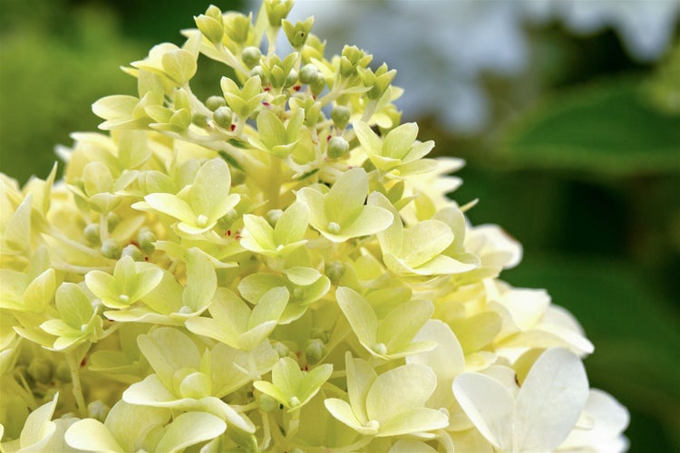 Nahaufnahme einer Hortensienblüte