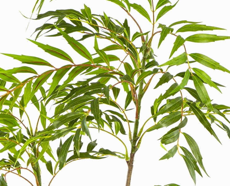 Nahaufnahme der Pflanze Mahonia Soft Caress mit schmalen grünen Blättern an dünnen Zweigen.