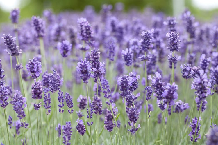 Lavandula angustifolia 'Hidcote Blue', Lavendel, blau, ca. 9x9 cm Topf