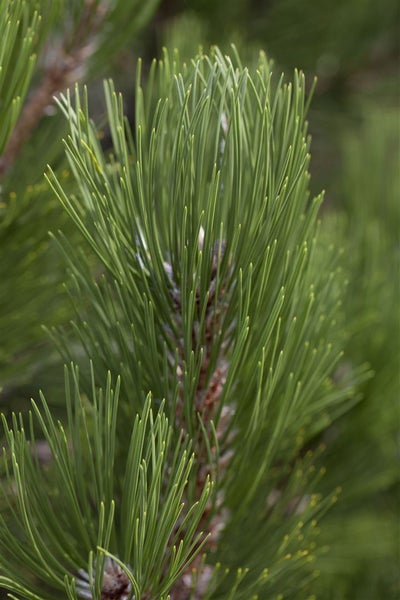 Pinus heldreichii 'Compact Gem', Bosnische Kiefer, kompakt, 30–40 cm