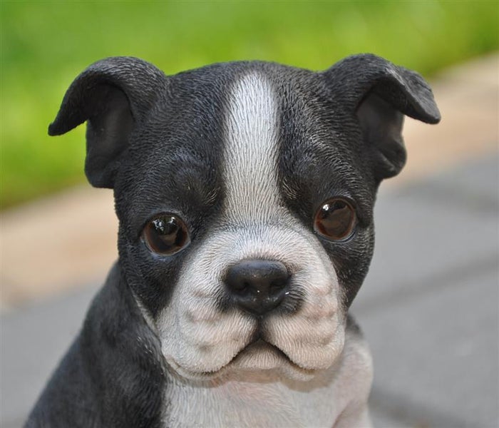 Dekofigur Gartenfigur Boston Terrier