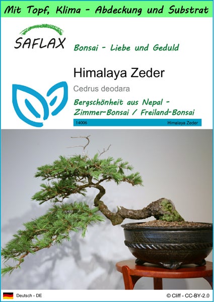 SAFLAX Garden to go - Himalaya Zeder - Cedrus deodara - 35 Samen - Mit Topf, Klima - Deckel und Anzuchtsubstrat