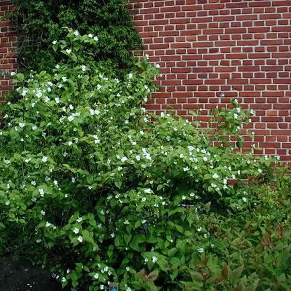 Blühender Blumenhartriegel vor einer Ziegelmauer