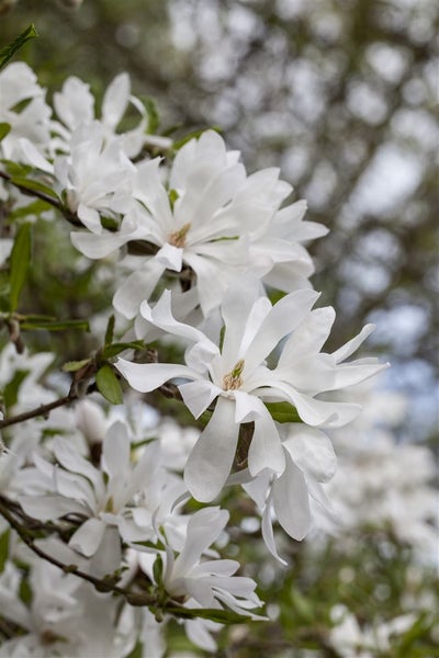 Magnolia stellata, Sternmagnolie, weiß, 60–80 cm