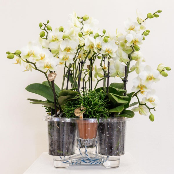 Kolibri Orchids weißes Pflanzenset im Baumwollkorb inkl. Wassertank drei weiße Orchideen Lausanne 9cm und drei Grünpflanzen Rhipsalis Dschungelstrauß weiß mit autarkem Wassertank