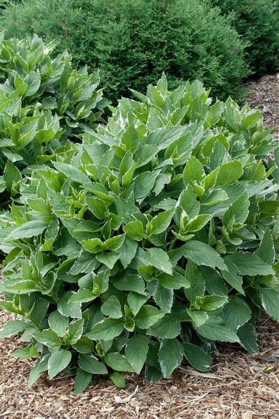 Hydrangea macrophylla 'Light-o-Day', Hortensie, weiß-bunt, 40–50 cm