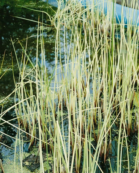 Scirpus lacustris, Teichbinse, ca. 9x9 cm Topf
