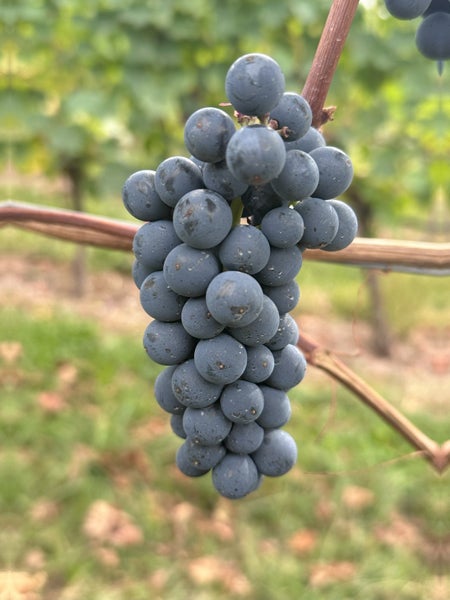 Eine Traube dunkler Weintrauben hängt an einem Rebstock in einem Weinberg.