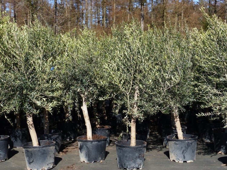 8x Olivenbaum Olive 20 Jahre 180 - 220 cm, beste Qualität, Stammumfang 20 - 30 cm, winterhart, Olea Europaea