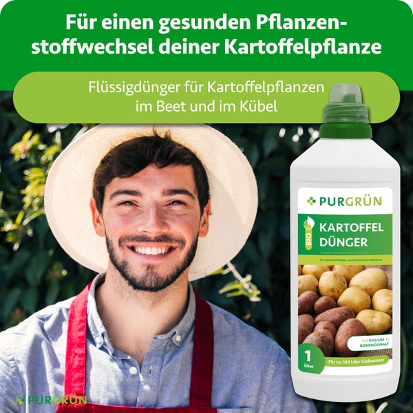 Purgrün Bio Kartoffeldünger für Kartoffelpflanzen im Beet und Kübel mit Gärtner.