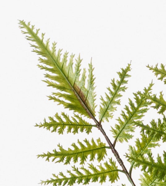 Detailaufnahme eines grünen Farnwedels mit fein gezackten Blättern und dunklem Stiel.