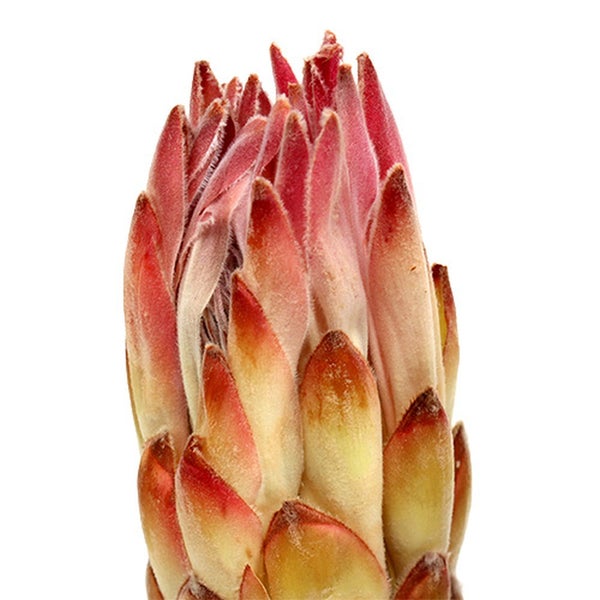 Protea-Blütenstand in Nahaufnahme