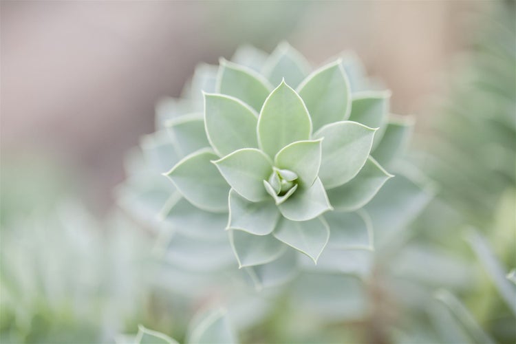 Euphorbia myrsinites, Walzen-Wolfsmilch, ca. 9x9 cm Topf