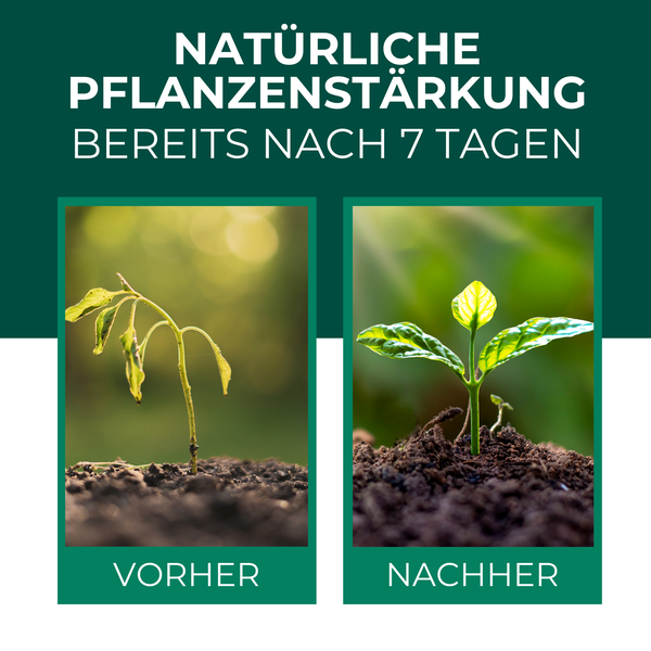 Vergleichsbild einer Pflanze vor und nach der Anwendung eines natürlichen Pflanzenschutzmittels mit sichtbarem Erfolg nach sieben Tagen.