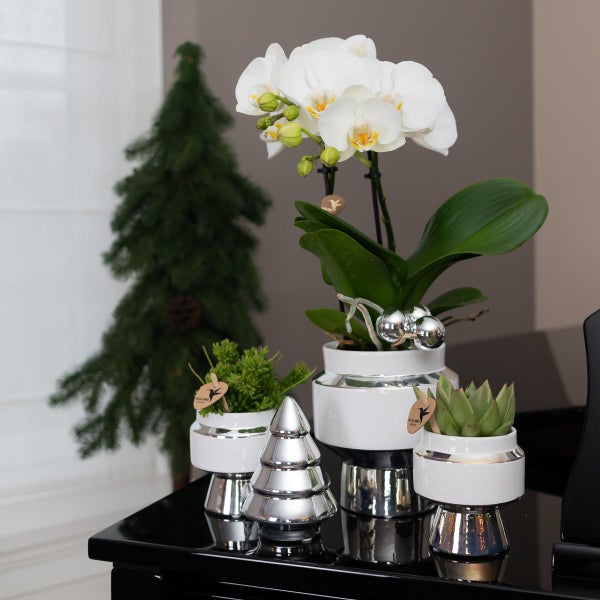 Kolibri Greens Grünpflanze Sukkulente Echeveria Miranda im Le Chic Topf silber Topfgröße 9cm grüne Zimmerpflanze