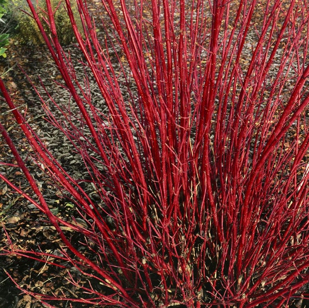 Cornus alba 'Sibirica', Hartriegel, leuchtend rot, 60–100 cm