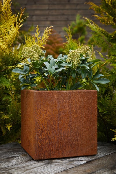 Quadratischer Pflanzkübel aus Cortenstahl in Rostoptik, bepflanzt mit einer Skimmie, auf einer Holzterrasse im Garten.