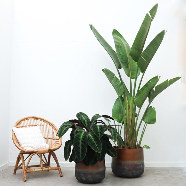 Baum-Strelitzie Augusta– 250 cm – ⌀45