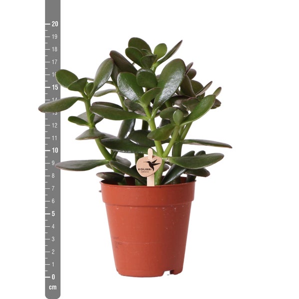 Kolibri Greens Grünpflanze Sukkulente Crassula Ovata Topfgröße 9cm grüne Zimmerpflanze frisch aus der Gärtnerei