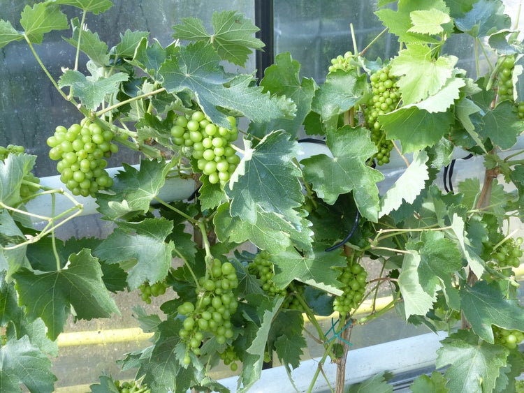 Vitis Vinifera helle Traube 110-120 cm knorrige Weinrebe Weinstock Weintraube