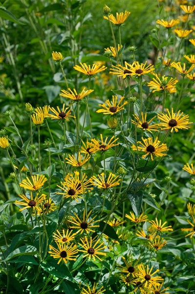 Rudbeckia subtomentosa 'Henry Eilers', gelb, ca. 11x11 cm Topf