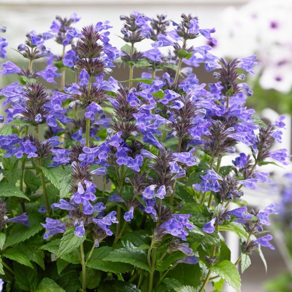 Katzenminze Pflanze mit violetten Blüten