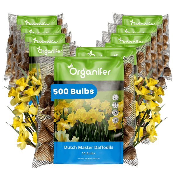 Set mit 500 Blumenzwiebeln für Osterglocken Sorte Dutch Master in 10 Netzverpackungen