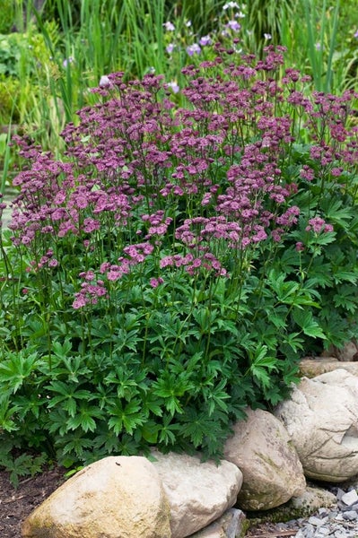 Astrantia major 'Ruby Wedding', Sterndolde, dunkelrot, ca. 9x9 cm Topf