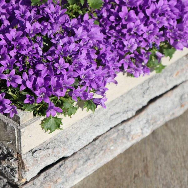Campanula Addenda Glockenblume lila 12cm Topf 6 Pflanzen ausreichend für 1qm Bodendecker Ambella winterhart