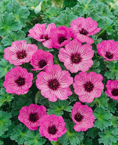 Geranium cinereum 'Ballerina', Storchschnabel, zartrosa, ca. 9x9 cm Topf