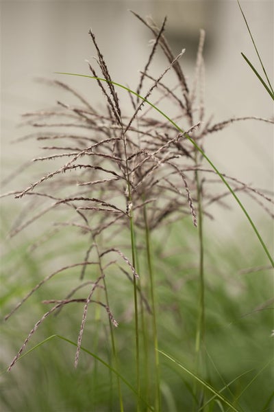 Miscanthus sinensis 'Malepartus', Chinaschilf, ca. 9x9 cm Topf
