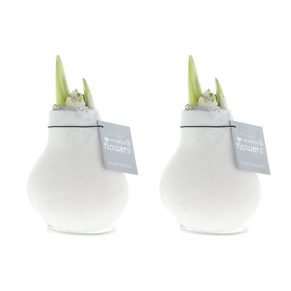 Bloomique - 2er-Set - Amaryllis-Zwiebel aus Wachs - weiße Samtbeschichtung - Blumenzwiebel - keine Wasserblumen - Weihnachtsdekoration - 15-25 cm hoch bei Lieferung - wird bis zu 40-60 cm groß - 10 cm Durchmesser