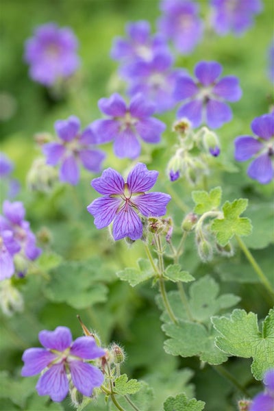 Geranium renardii 'Philippe Vapelle', Storchschnabel, ca. 9x9 cm Topf
