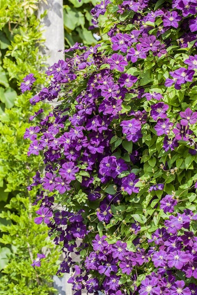 Clematis viticella, Italienische Waldrebe, 40–60 cm