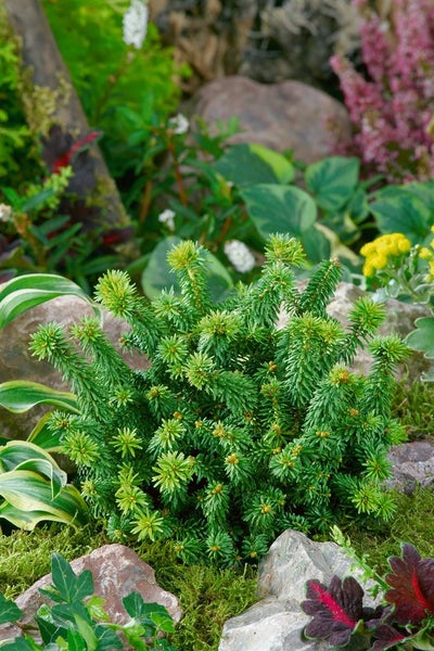 Abies balsamea 'Piccolo', Balsamtanne, kompakt, 20–25 cm