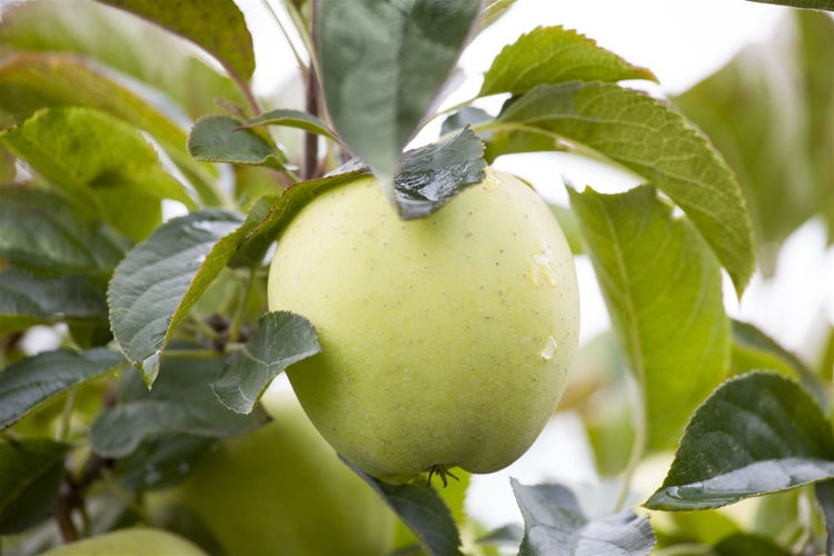 Malus 'Weißer Klarapfel', Apfelbaum, 150–200 cm