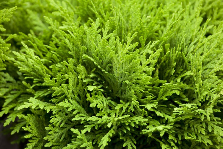 Nahaufnahme einer Thuja Pflanze