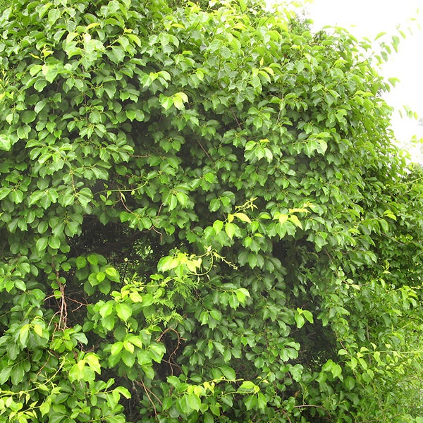 Nahaufnahme einer dichten Hecke mit grünen Blättern