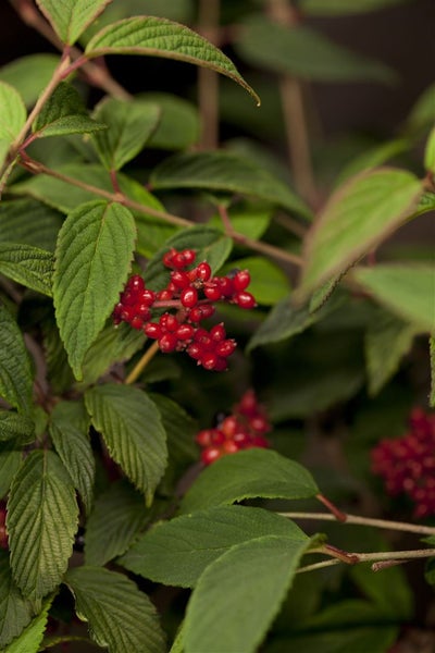 Viburnum plicatum 'Pink Beauty', Japanischer Schneeball, rosa, 40–60 cm