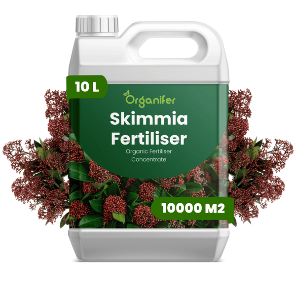 Organifer Skimmia Dünger, 10 Liter Kanister, organisches Düngerkonzentrat für 10000 Quadratmeter, mit Organifer Logo.